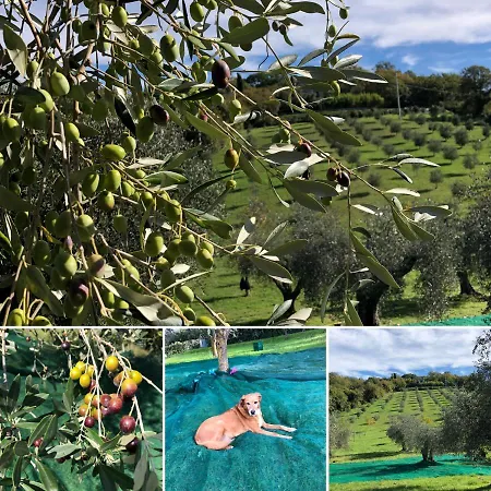 Poggio Del Drago * モンテメラノ