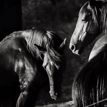 Poggio Del Drago ベッド・アンド・ブレックファスト