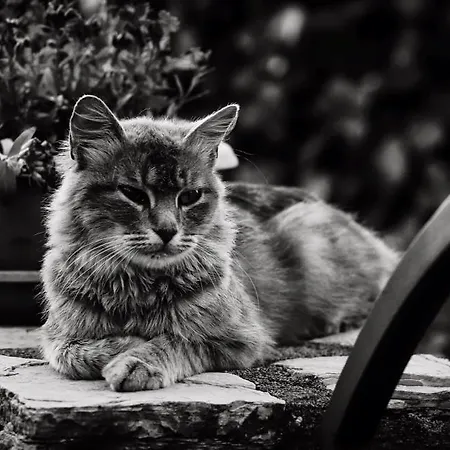 ベッド・アンド・ブレックファスト Poggio Del Drago 4*